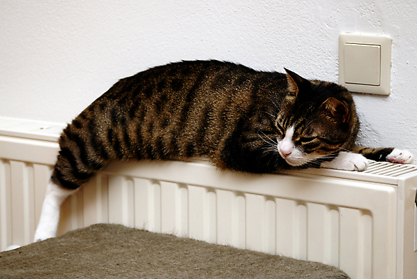 포토 JPG 해외이미지 동물 1 계절 겨울 휴식 주택 실내 따뜻함 사람없음 내부 금속 고양이 방 에너지 추위 잠 뜨거움 난방기 온도 라디에이터 안락 해외포토 컨셉 포유류 재질 건물 반려동물 난방용품 파일형식 이미지허브