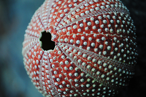 포토 JPG 해외이미지 바다 생물 사람없음 빨간색 물 해외포토 자연요소 컬러 파일형식 이미지허브