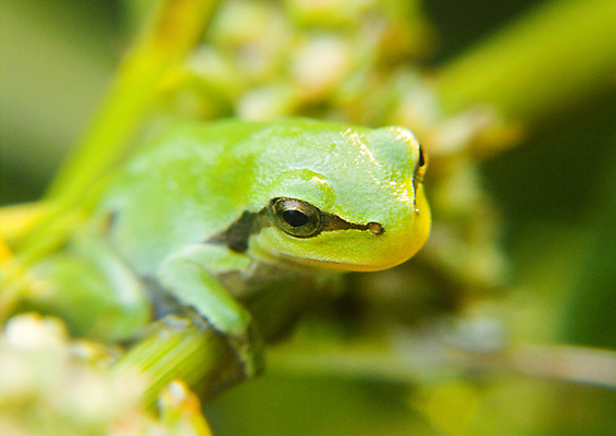 포토 JPG 해외이미지 나무 자연 아침 날씨 사람없음 컬러풀 햇빛 어둠 추위 안개 물방울 농촌 이슬 신비 거미줄 카피스페이스 해외포토 주간 식물 컬러 컨셉 태양 공백 시골 생태계 파일형식 이미지허브