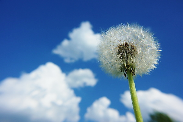 포토 JPG 해외이미지 주간 자연 하늘 사람없음 야외 민들레 민들레홀씨 해외포토 자연요소 꽃 생태계 파일형식 이미지허브