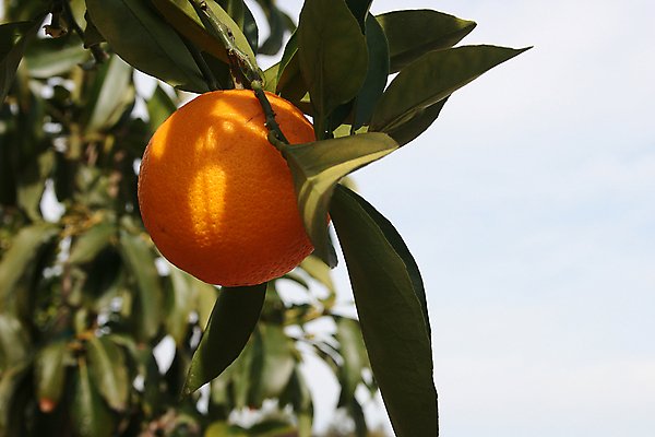 포토 JPG 해외이미지 주간 농업 하늘 귤 사람없음 야외 아웃포커스 귤나무 해외포토 자연요소 나무 산업 과일 촬영기법 파일형식 이미지허브