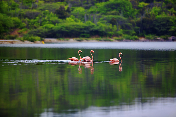 포토 JPG 해외이미지 나무 동물 호수 분홍색 섬 자연 조류 사람없음 물 반사 수영 플라밍고 백조 해외포토 자연요소 식물 컬러 수상스포츠 생태계 파일형식 이미지허브