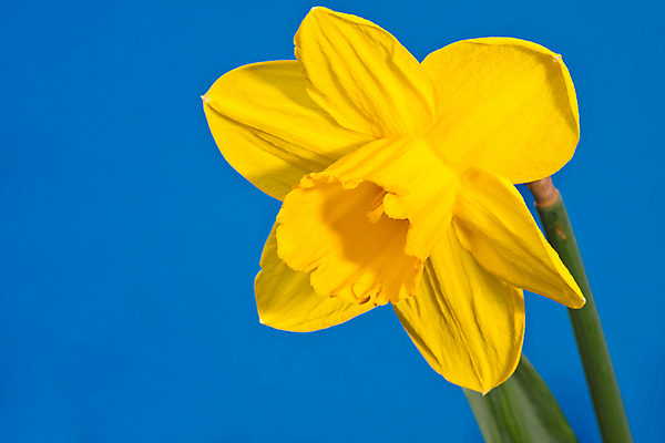 포토 JPG 해외이미지 꽃 한송이 근접촬영 사람없음 수선화 해외포토 식물 1 뷰포인트 송이 파일형식 이미지허브