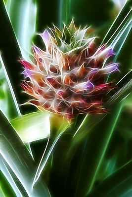 포토 JPG 해외이미지 모양 디자인 꽃잎 꽃 백그라운드 꽃무늬 패턴 농업 자연 추상 미술 사람없음 그래픽 빨간색 초록색 3D 검은색 페인트 벚꽃 파인애플 그림 질감 인공 쓰다듬기 해외포토 식물 산업 컬러 무늬 과일 모션 문화예술 디지털합성 열대과일 생태계 파일형식 이미지허브