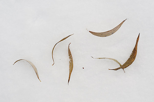 포토 JPG 해외이미지 나무 식물 잎 겨울 사람없음 얼음 침대 죽음 해외포토 자연요소 계절 가구 파일형식 이미지허브