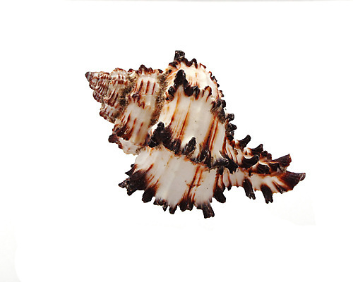 포토 JPG 해외이미지 동물 별 야생동물 바다 패턴 자연 조개 생물 나선형 갑각류 해변 사람없음 컬러풀 환경 껍질 흰색 수집 생물학 암초 가리비 내추럴 고립 구성 생태학 해외포토 자연요소 교육 컬러 무늬 어패류 생태계 파일형식 이미지허브