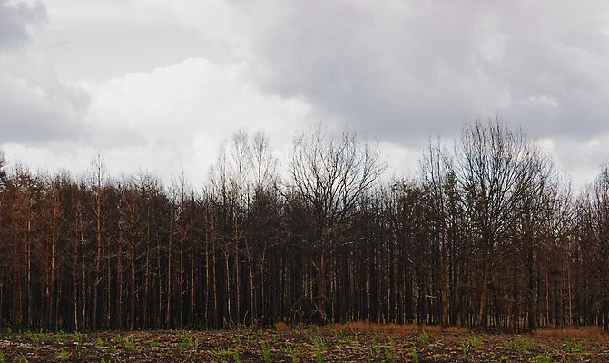 포토 JPG 해외이미지 나무 구름 자연 불 사람없음 목재 검은색 회색 숲 위험 내추럴 재앙 회복 해외포토 자연요소 식물 컬러 컨셉 재료 생태계 파일형식 이미지허브