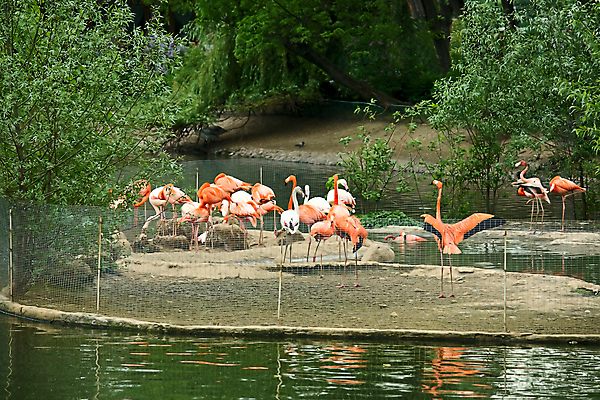 포토 JPG 해외이미지 동물 자연 조류 동물원 사람없음 연못 그림 러시아 동물상 해외포토 멸종위기종 유럽 조형물 생태계 파일형식 이미지허브