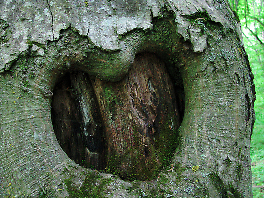 포토 JPG 해외이미지 식물 자연 사랑 사람없음 뷰티 하트 해외포토 모양 감정 생태계 파일형식 이미지허브