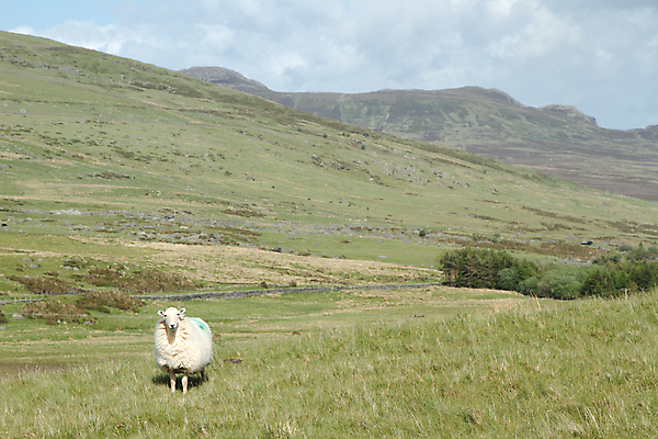 포토 JPG 해외이미지 나무 동물 농업 하늘 산 사람없음 초록색 가축 흰색 양 오픈 황무지 땅 언덕 밭일 양털 해외포토 식물 산업 컬러 포유류 파일형식 이미지허브