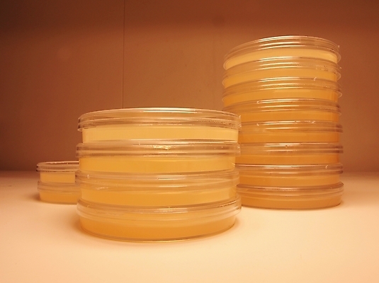 포토 JPG 해외이미지 접시 문화 과학 탁자 생물 세포 건강 실험 사람없음 빨간색 약 흰색 실험실 바이러스 질병 과학자 생물학 감염 미생물 암 박테리아 고립 해외포토 직업 식기 교육 컬러 가구 의학 학자 파일형식 이미지허브