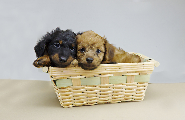 포토 JPG 해외이미지 동물 새끼 포유류 털 사람없음 반려동물 갈색 바구니 검은색 개 강아지 작음 닥스훈트 사냥개 송곳니 해외포토 컬러 치아 크기 파일형식 이미지허브