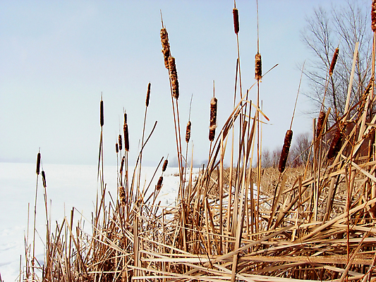 포토 JPG 해외이미지 나무 식물 계절 공원 꽃 호수 줄기 잎 겨울 꽃무늬 자연 아침 풍경 사람없음 정원 추위 안개 벚꽃 백발 흰색 시골 황무지 숲 생물학 서리 뿌연 해외포토 주간 헤어스타일 공공시설 교육 컬러 무늬 날씨 생태계 파일형식 이미지허브