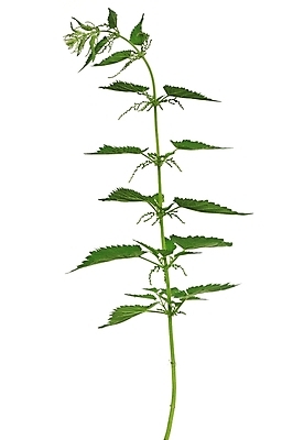 포토 JPG 해외이미지 식물 음식 백그라운드 잎 자연 건강 사람없음 초록색 약 봄 고통 흰색 나뭇가지 신선 허브 오브젝트 날것 내추럴 고립 돌봄 해외포토 나무 계절 감정 컬러 의학 모션 생태계 파일형식 이미지허브