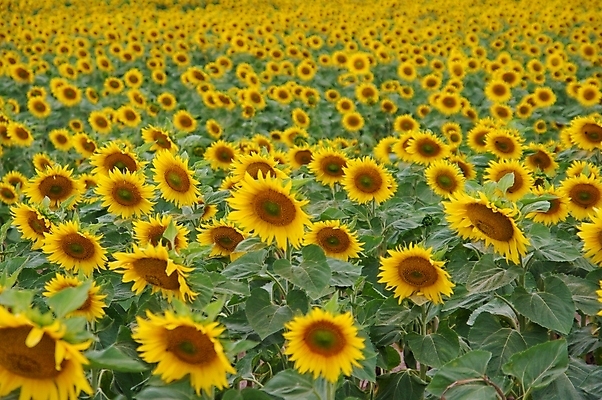 포토 JPG 해외이미지 주간 꽃밭 해바라기 풍경 초원 사람없음 야외 여름 전원 기름 해외포토 자연요소 계절 꽃 음식 전기에너지 파일형식 이미지허브
