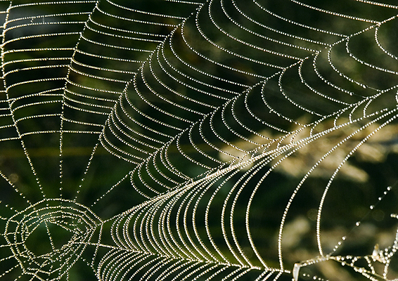 포토 JPG 해외이미지 나무 자연 아침 날씨 사람없음 컬러풀 햇빛 어둠 추위 안개 가을 물방울 농촌 이슬 신비 거미줄 카피스페이스 해외포토 주간 식물 계절 컬러 컨셉 태양 공백 시골 생태계 파일형식 이미지허브