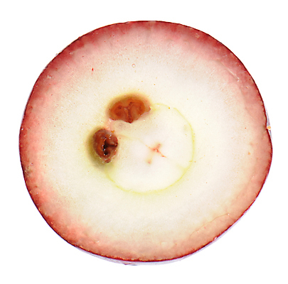 포토 JPG 해외이미지 식물 음식 분홍색 조각 백그라운드 패턴 다이어트 과일 재료 부분 자연 포도 디저트 건강 씨앗 사람없음 빨간색 노란색 어둠 활발 흰색 신선 원형 닫기 달콤 낟알 자르기 상쾌 유기농 질감 날것 섬유 비타민 정맥 내추럴 고립 숙성 핵심 해외포토 도형 웰빙 감정 컬러 컨셉 무늬 모션 직물 맛 생태계 혈관 영양소 파일형식 이미지허브