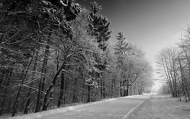포토 JPG 해외이미지 나무 도로 겨울 자연 흑백 사람없음 야외 눈 가로수 해외포토 자연요소 식물 계절 길 교통시설 날씨 촬영기법 생태계 파일형식 이미지허브