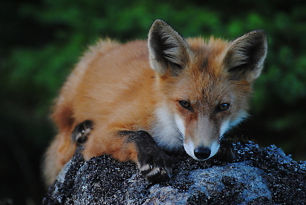 포토 JPG 해외이미지 주간 한마리 야생동물 엎드리기 사람없음 야외 아웃포커스 돌_바위 여우 해외포토 자연요소 동물 1 포유류 모션 촬영기법 파일형식 이미지허브