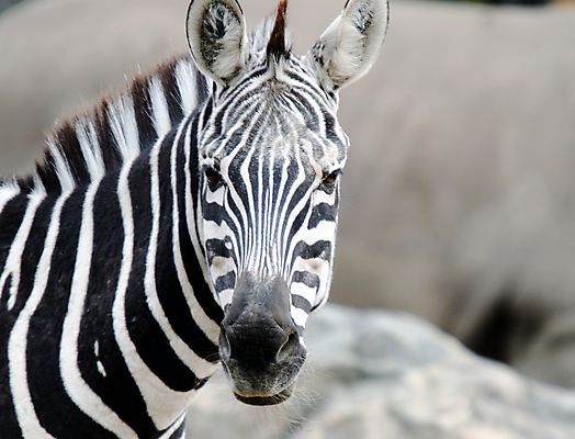 포토 JPG 해외이미지 동물 공원 패턴 포유류 아프리카 자연 사람없음 검은색 줄무늬 흰색 사파리 얼룩말 케냐 찰과상 해외포토 공공시설 나라 컬러 무늬 말_동물 상처 생태계 파일형식 이미지허브