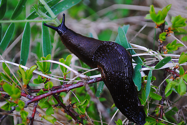 포토 JPG 해외이미지 사람없음 달팽이 민달팽이 스페인어 해외포토 연체동물 파일형식 달팽이_동물 이미지허브