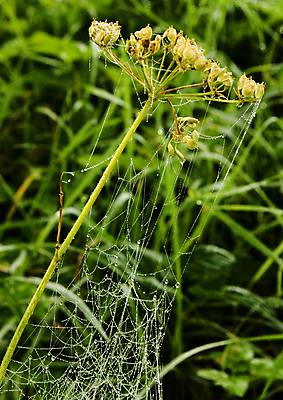 포토 JPG 해외이미지 나무 자연 아침 날씨 사람없음 컬러풀 햇빛 어둠 추위 안개 가을 물방울 농촌 이슬 신비 거미줄 카피스페이스 해외포토 주간 식물 계절 컬러 컨셉 태양 공백 시골 생태계 파일형식 이미지허브