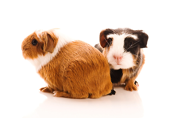 포토 JPG 해외이미지 두마리 사람없음 기니피그 해외포토 2 포유류 파일형식 이미지허브