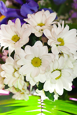 포토 JPG 해외이미지 식물 계절 꽃잎 꽃 꽃다발 결혼 백그라운드 꽃무늬 자연 휴가 국화 선물 사람없음 햇빛 뷰티 노란색 머리 활발 흰색 축하 화려 선택 허브 슛 내추럴 캐모마일 해외포토 컬러 컨셉 무늬 이벤트 신체부위 태양 생태계 파일형식 이미지허브