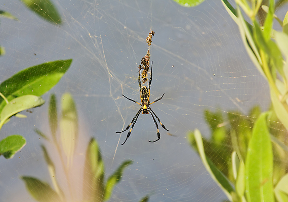 포토 JPG 해외이미지 야생동물 여행 아프리카 자연 휴가 새우 사람없음 태양 농장 여행객 웹 원형 먹이 거미 해외포토 자연요소 도형 동물 나라 곤충 농업 인터넷 갑각류 사람 생태계 파일형식 이미지허브