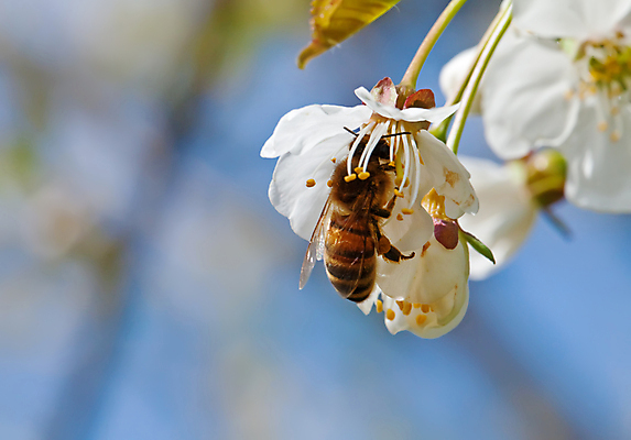 포토 JPG 해외이미지 식물 동물 꽃잎 꽃 곤충 잎 날개 자연 사람없음 야외 초록색 벚꽃 흰색 나뭇가지 시골 벌 꽃가루 동물상 해외포토 나무 컬러 조형물 가루 생태계 파일형식 이미지허브