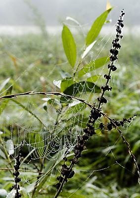 포토 JPG 해외이미지 나무 자연 아침 날씨 사람없음 컬러풀 햇빛 어둠 추위 안개 가을 물방울 농촌 이슬 신비 거미줄 카피스페이스 해외포토 주간 식물 계절 컬러 컨셉 태양 공백 시골 생태계 파일형식 이미지허브