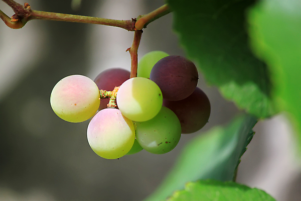 포토 JPG 해외이미지 식물 음식 잎 농업 과일 포도 사람없음 야외 초록색 파란색 농작물 와인 보라색 검은색 가을 시골 9월 다발 포도밭 포도나무 숙성 해외포토 계절 산업 컬러 밭 주류 날짜 과일나무 파일형식 이미지허브