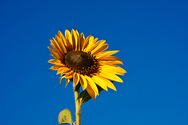 포토 JPG 해외이미지 식물 꽃 하늘 해바라기 사람없음 가로 파란색 햇빛 노란색 벚꽃 카피스페이스 해외포토 컬러 태양 공백 파일형식 이미지허브