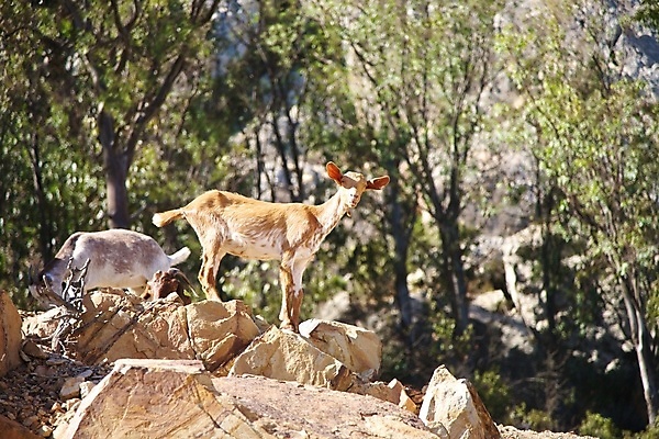포토 JPG 해외이미지 동물 유럽 야생동물 자연 염소 산 뿔 사람없음 야외 갈색 바위 스페인 안달루시아 해외포토 나라 컬러 포유류 돌_바위 생태계 파일형식 이미지허브