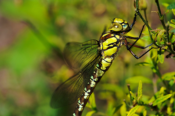 포토 JPG 해외이미지 동물 곤충 날개 자연 사람없음 초록색 머리 잠자리 해외포토 컬러 신체부위 생태계 파일형식 이미지허브