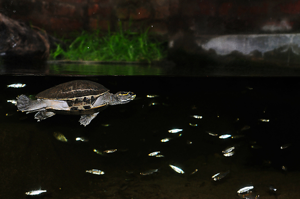 포토 JPG 해외이미지 동물 1 공원 야생동물 바다 파충류 자연 동물원 이집트 종류 사람없음 야외 빨간색 파란색 머리 견본 우주 환경 수중 껍질 행운 닫기 거북이 보호 큼 가득함 피부 싱글 다이빙 멸종 길이 거인 옛날 해외포토 공공시설 컬러 컨셉 모션 아프리카 신체부위 수영 크기 생태계 수중스포츠 파일형식 이미지허브
