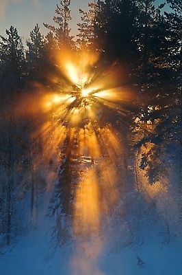 포토 JPG 해외이미지 나무 겨울 오렌지 사람없음 노란색 얼음 일몰 황금 숲 해외포토 자연요소 식물 계절 컬러 과일 노을 파일형식 이미지허브