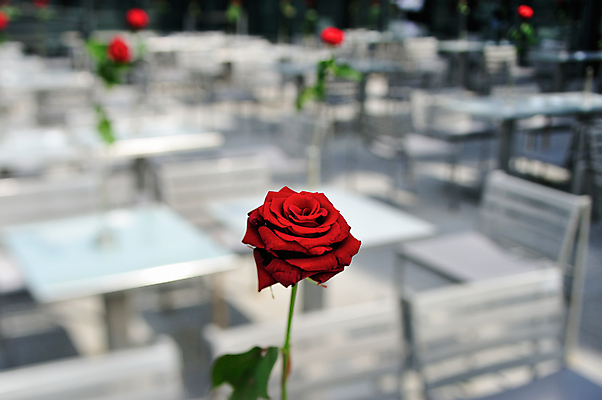 포토 JPG 해외이미지 식물 라이프스타일 디자인 외관 꽃잎 꽃 줄기 분홍색 꽃다발 가구 백그라운드 꽃무늬 의자 자연 유리 탁자 요리 사람없음 야외 빨간색 세트 뷰티 장미 식당 꽃병 카페 벚꽃 신선 도시 바 배열 서비스 장면 카페테리아 뷔페 카페인 스타일 해외포토 컬러 생활용품 무늬 재질 생활 상점 생태계 파일형식 이미지허브