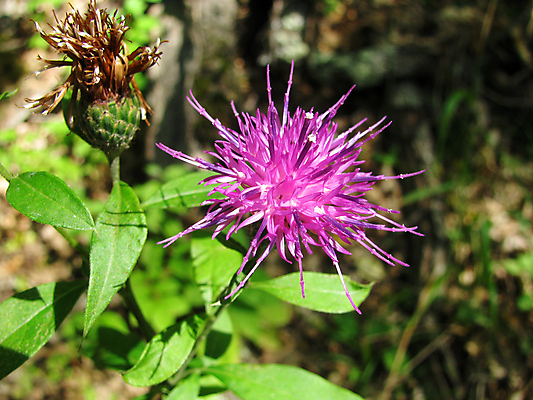 포토 JPG 해외이미지 식물 꽃 잎 사람없음 뷰티 봄 개화 해외포토 계절 파일형식 이미지허브