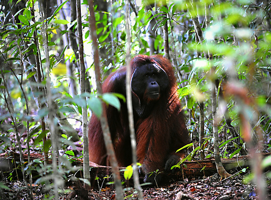 포토 JPG 해외이미지 동물 남자 감정 아시아 얼굴 야생동물 포유류 자연 종류 성인 사람없음 가로 갈색 숲 열대우림 인도네시아 유인원 말레이시아 배려 인구 지능 힘찬 해외포토 나라 컬러 컨셉 사람 신체부위 생태계 파일형식 이미지허브