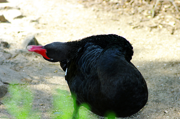 포토 JPG 해외이미지 동물 1 포즈 백그라운드 조류 추상 사람없음 빨간색 검은색 우아함 닫기 순수 깃털 싱글 부리 심플 백조 계산서 해외포토 컬러 컨셉 무늬 모션 파일형식 이미지허브