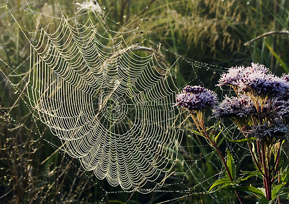 포토 JPG 해외이미지 나무 자연 아침 날씨 사람없음 컬러풀 햇빛 어둠 추위 안개 가을 물방울 농촌 이슬 신비 거미줄 카피스페이스 해외포토 주간 식물 계절 컬러 컨셉 태양 공백 시골 생태계 파일형식 이미지허브