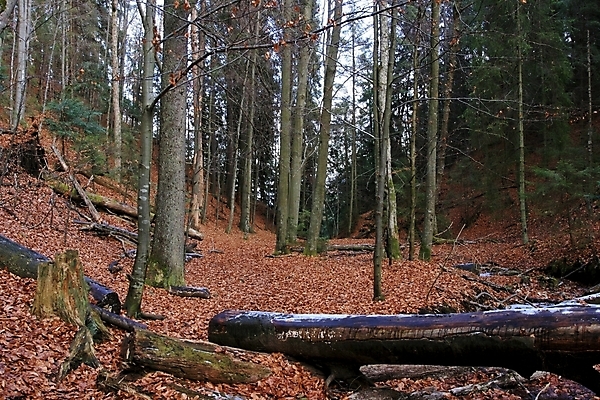 포토 JPG 해외이미지 나무 식물 계절 공원 여행 단풍 잎 겨울 오렌지 자연 산 건조 풍경 사람없음 야외 컬러풀 갈색 노란색 환경 하이킹 가을 나뭇가지 죽음 얼룩 떨어짐 숲 9월 11월 언덕 유기농 장면 10월 내추럴 창백 벌거벗은 슬로바키아 많음 해외포토 웰빙 공공시설 유럽 컬러 컨셉 과일 레저 날짜 생태계 파일형식 이미지허브