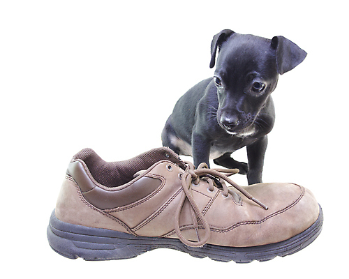 포토 JPG 해외이미지 동물 새끼 신발 포유류 사람없음 반려동물 갈색 검은색 코트 흰색 개 강아지 매끈함 작음 가죽 닥스훈트 사냥개 귀 송곳니 고립 스무디 해외포토 음료 컬러 신체부위 외투 감각 치아 크기 파일형식 이미지허브