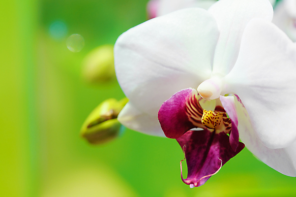 포토 JPG 해외이미지 식물 꽃잎 꽃 줄기 분홍색 꽃다발 백그라운드 꽃무늬 자연 선물 사람없음 장식 초록색 뷰티 낭만 벚꽃 흰색 나뭇가지 난초 이국적 해외포토 나무 컬러 컨셉 무늬 생태계 파일형식 이미지허브