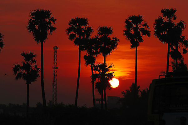 포토 JPG 해외이미지 나무 식물 실루엣 섬 여행 백그라운드 잎 오렌지 일러스트 자연 휴가 손바닥 풍경 사람없음 야외 물 여름 전자제품 햇빛 태양 노란색 일출 디지털 침묵 황혼 일몰 뜨거움 야간 그림 하와이 장면 발생 엘리먼트 수평선 해외포토 자연요소 손 계절 컬러 과일 촬영기법 노을 미국 소리 생태계 파일형식 이미지허브