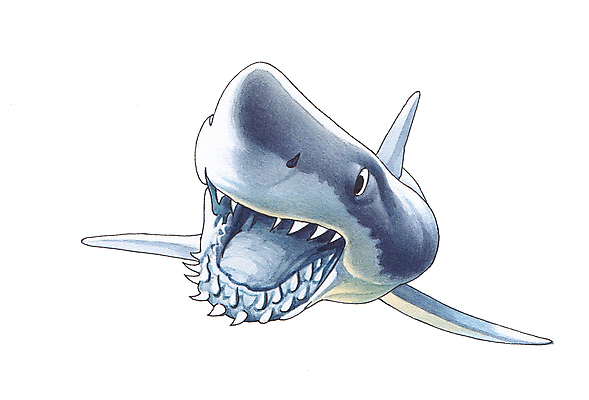 포토 JPG 해외이미지 동물 디자인 포스터 종이 바다 백그라운드 스티커 자연 어류 미술 사람없음 책 여름 달력 입 유머 치아 만화 문신 육식동물 지느러미 상어 고립 깊이 몬스터 해외포토 계절 감정 문화예술 신체부위 수중동물 소화기관 생태계 파일형식 이미지허브