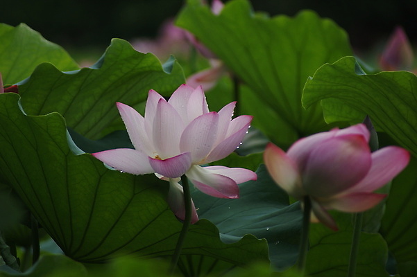 포토 JPG 해외이미지 연꽃 사람없음 해외포토 꽃 파일형식 이미지허브