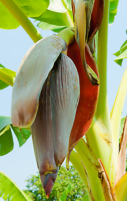 포토 JPG 해외이미지 식물 꽃잎 꽃 줄기 백그라운드 꽃무늬 패턴 농업 채소 과일 자연 바나나 매달리기 건강 사람없음 초록색 뷰티 농장 정원 샐러드 수확 벚꽃 껍질 나뭇가지 신선 그룹 맛 과수원 다발 먹기 묘사 유기농 원예 날것 내추럴 꼬투리 식용 억울 맛있는 해외포토 나무 웰빙 감정 산업 음식 컬러 컨셉 무늬 모션 취미 생태계 파일형식 이미지허브