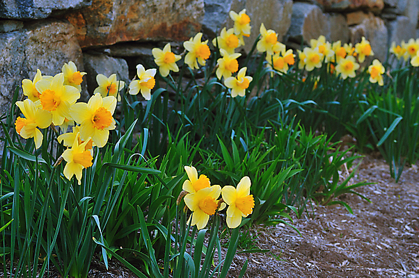 포토 JPG 해외이미지 식물 구름 계절 꽃잎 꽃 백그라운드 잎 꽃무늬 밭 전구 자연 부활절 따뜻함 풍경 잔디 초원 사람없음 야외 초록색 여름 파란색 뷰티 노란색 환경 정원 봄 자유 성장 벚꽃 전원 신선 개화 칼날 황금 원예 수선화 솜털 영원 수평선 해외포토 자연요소 기념일 컬러 컨셉 무늬 농업 취미 전기에너지 생태계 파일형식 이미지허브